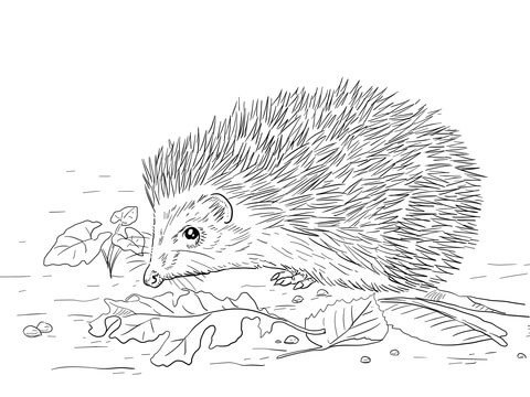 East European Hedgehog Coloring Page